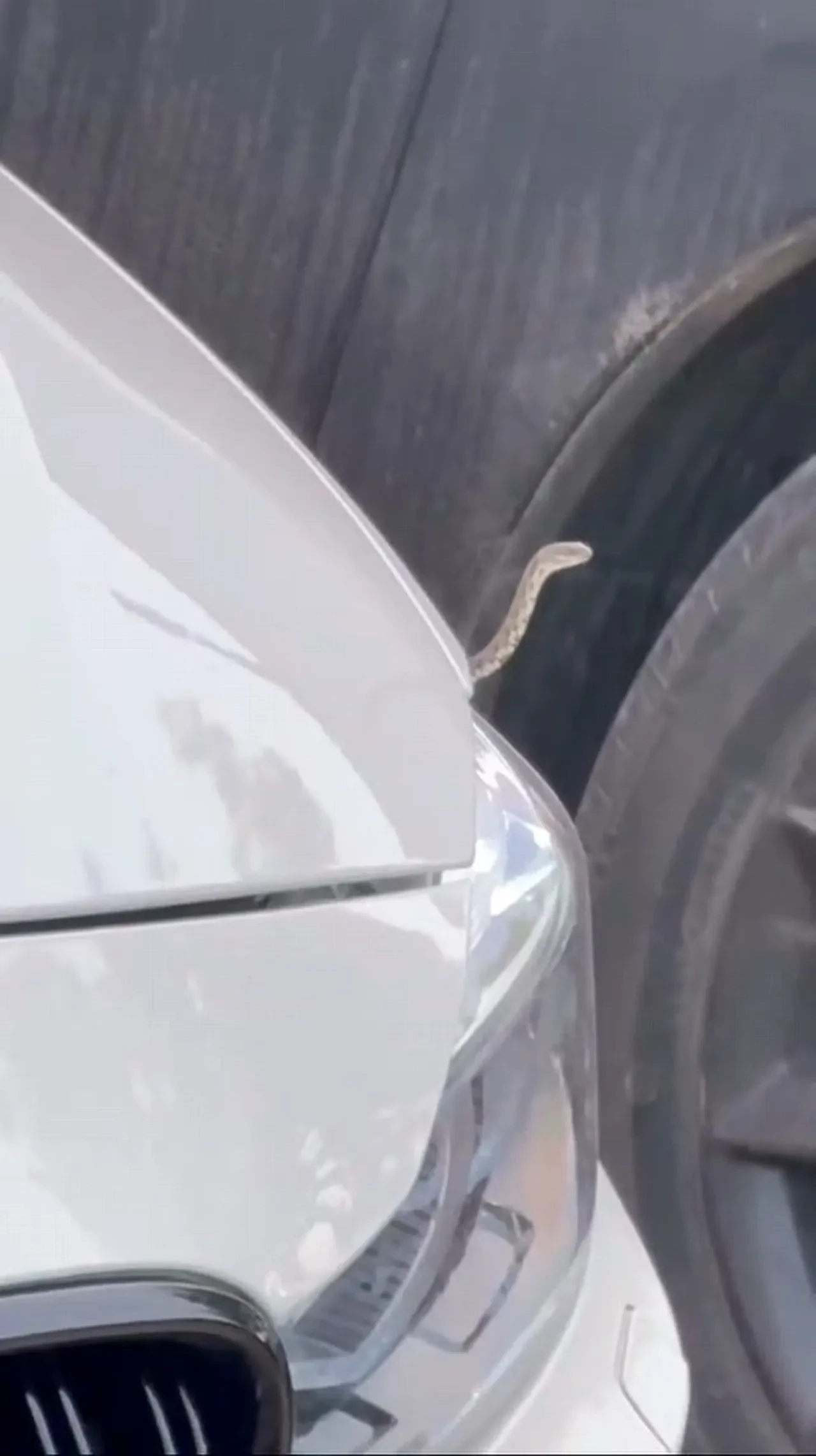 Yılanlar mahalleleri sardı, uzmanlar uyardı