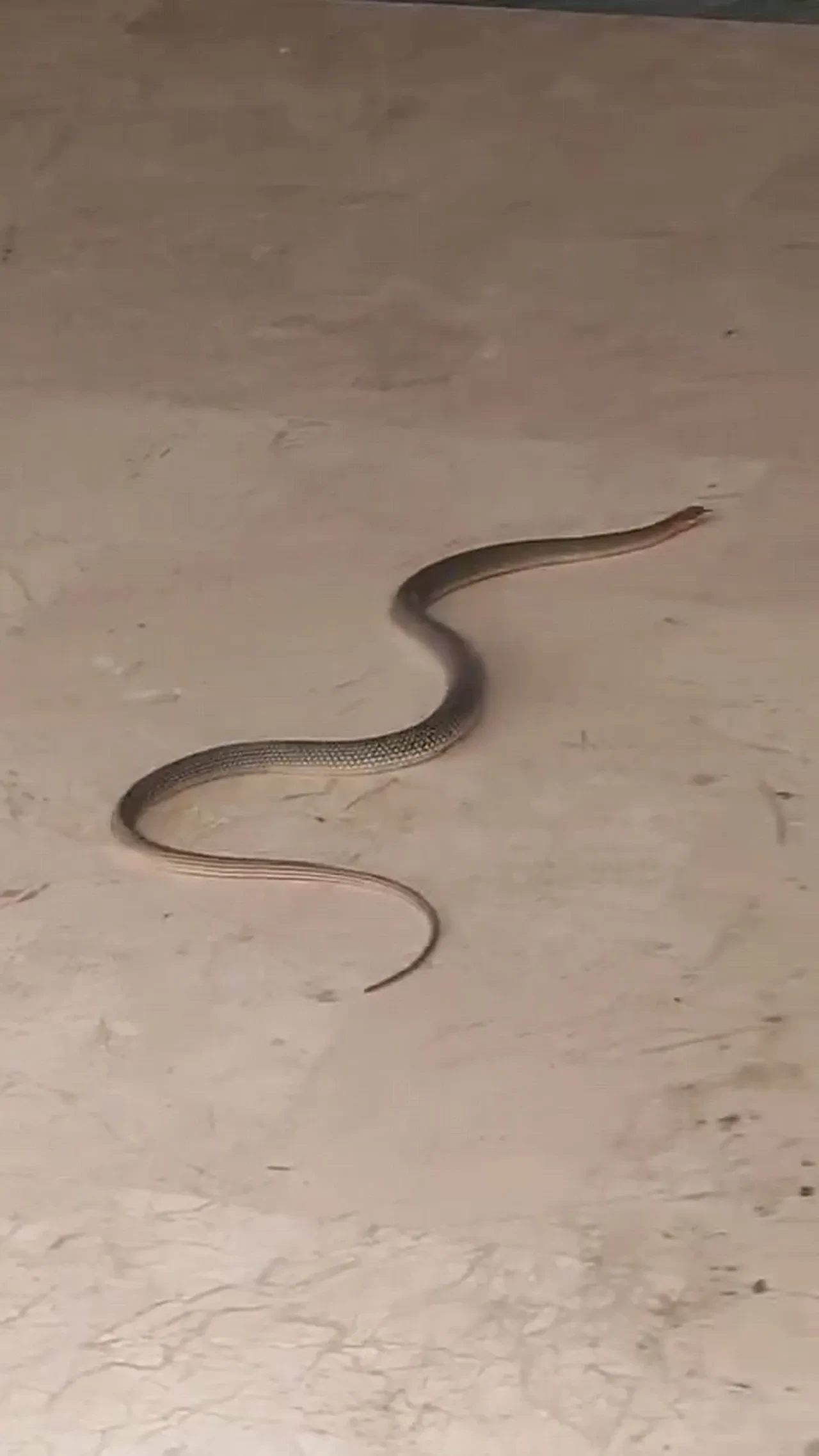 Yılanlar mahalleleri sardı, uzmanlar uyardı