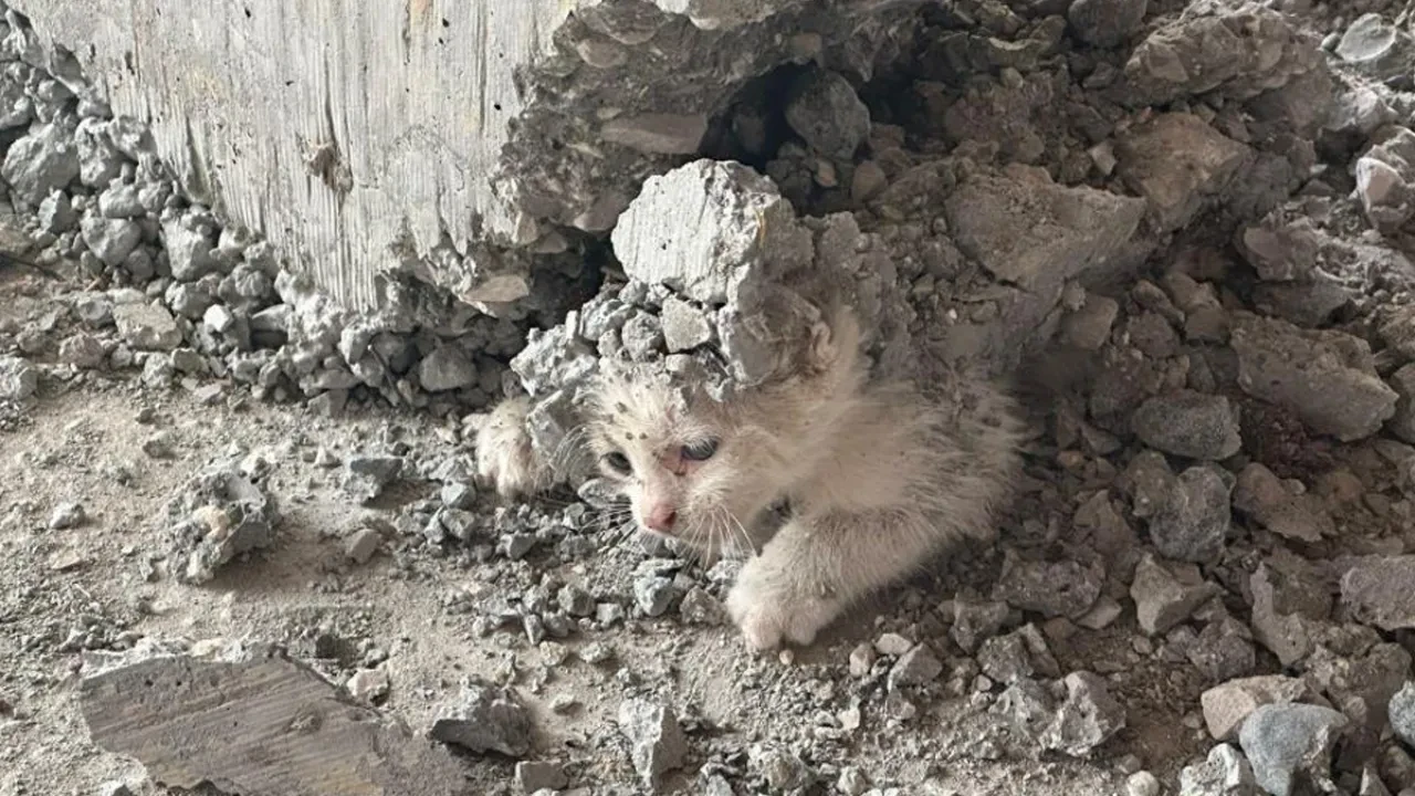 Akılalmaz olay! Kalıbın içine giren kedinin üzerine beton döküldü