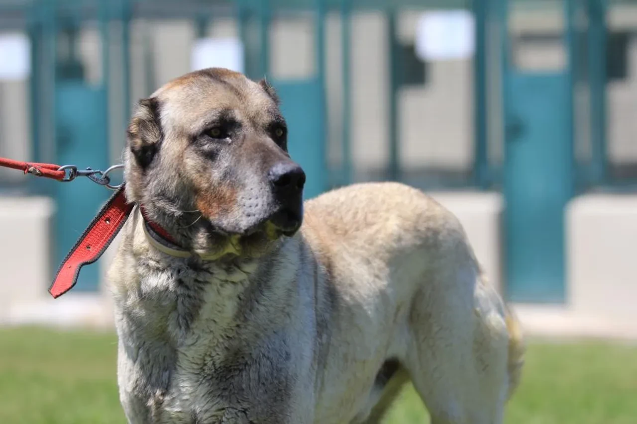 Asırlık koruyucular rekor fiyata satışta! Sahip olmak için 6 ay sıra bekliyorlar