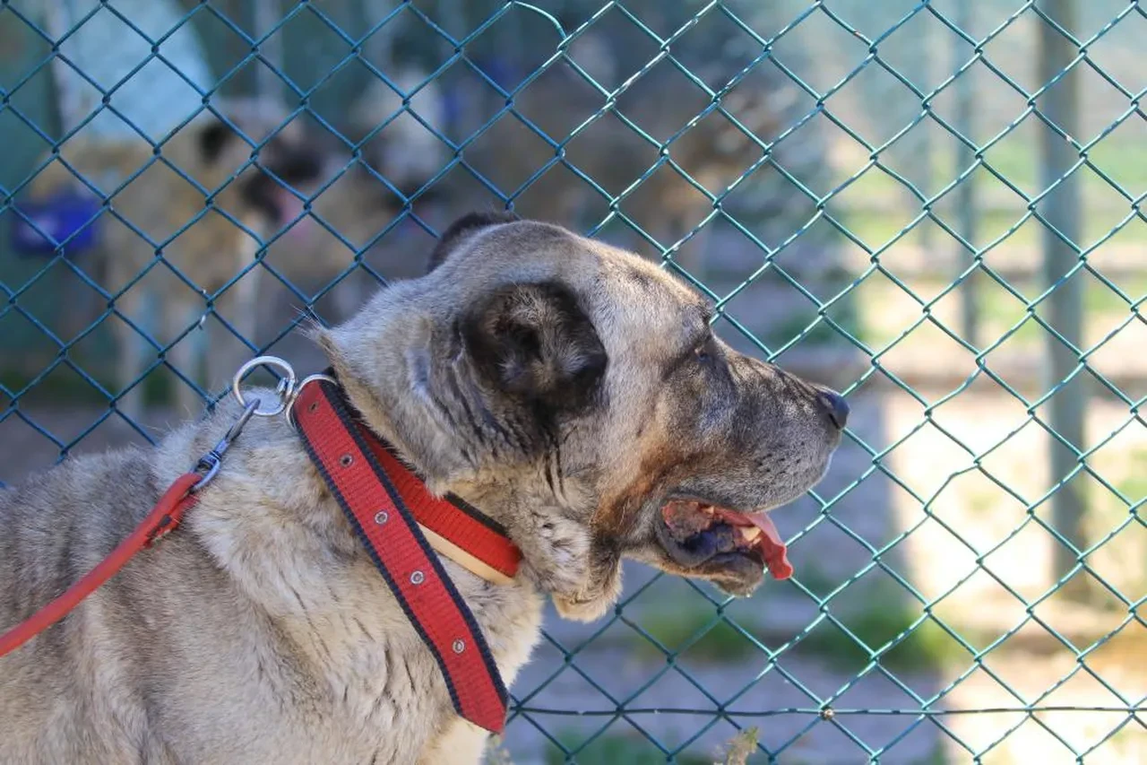 Asırlık koruyucular rekor fiyata satışta! Sahip olmak için 6 ay sıra bekliyorlar
