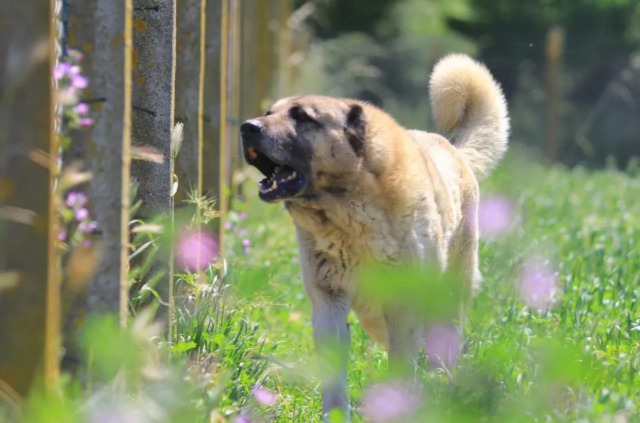 Asırlık koruyucular rekor fiyata satışta! Sahip olmak için 6 ay sıra bekliyorlar
