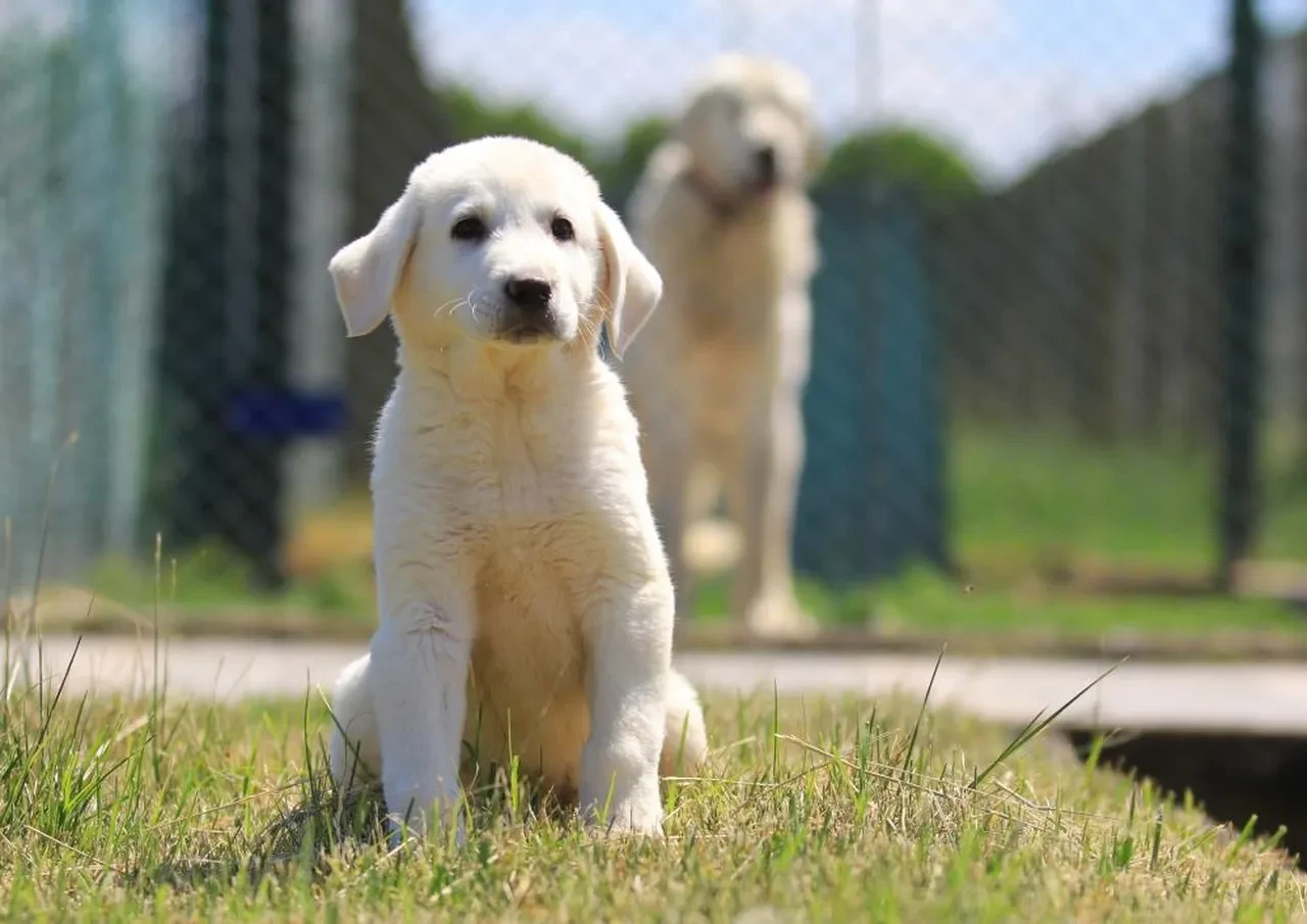 Asırlık koruyucular rekor fiyata satışta! Sahip olmak için 6 ay sıra bekliyorlar