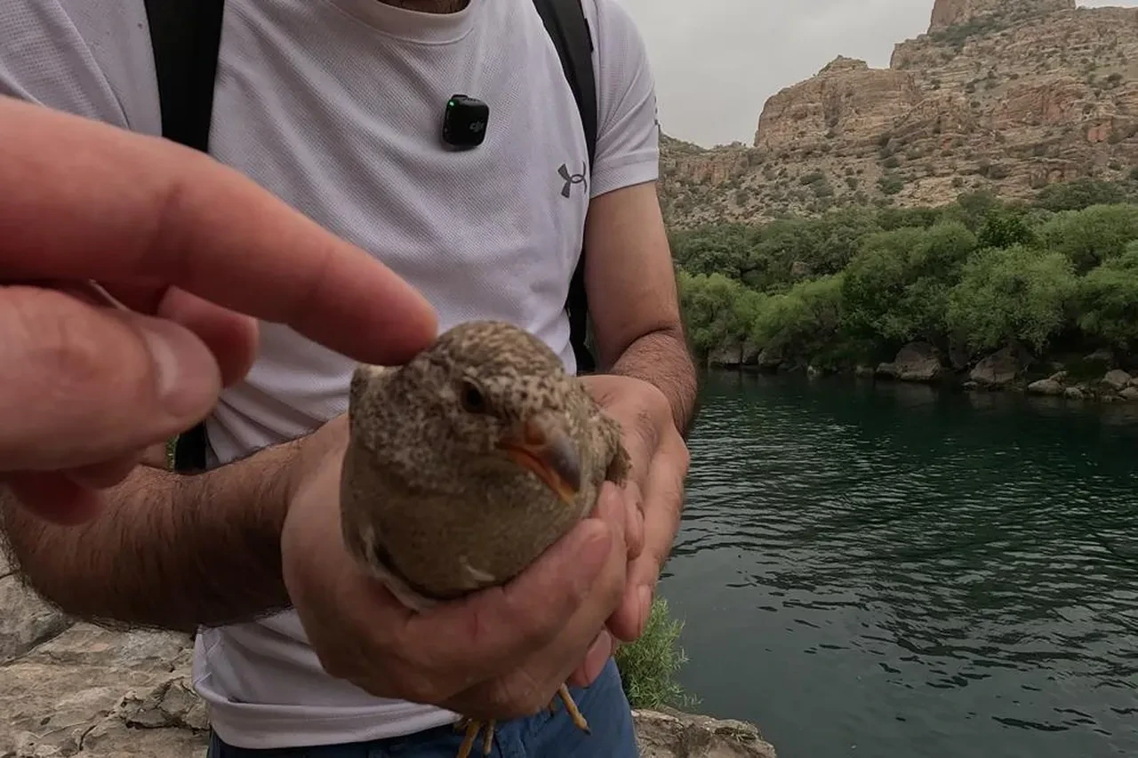 Cehennem Deresi'nde kum keklikleri böyle kurtarıldı!