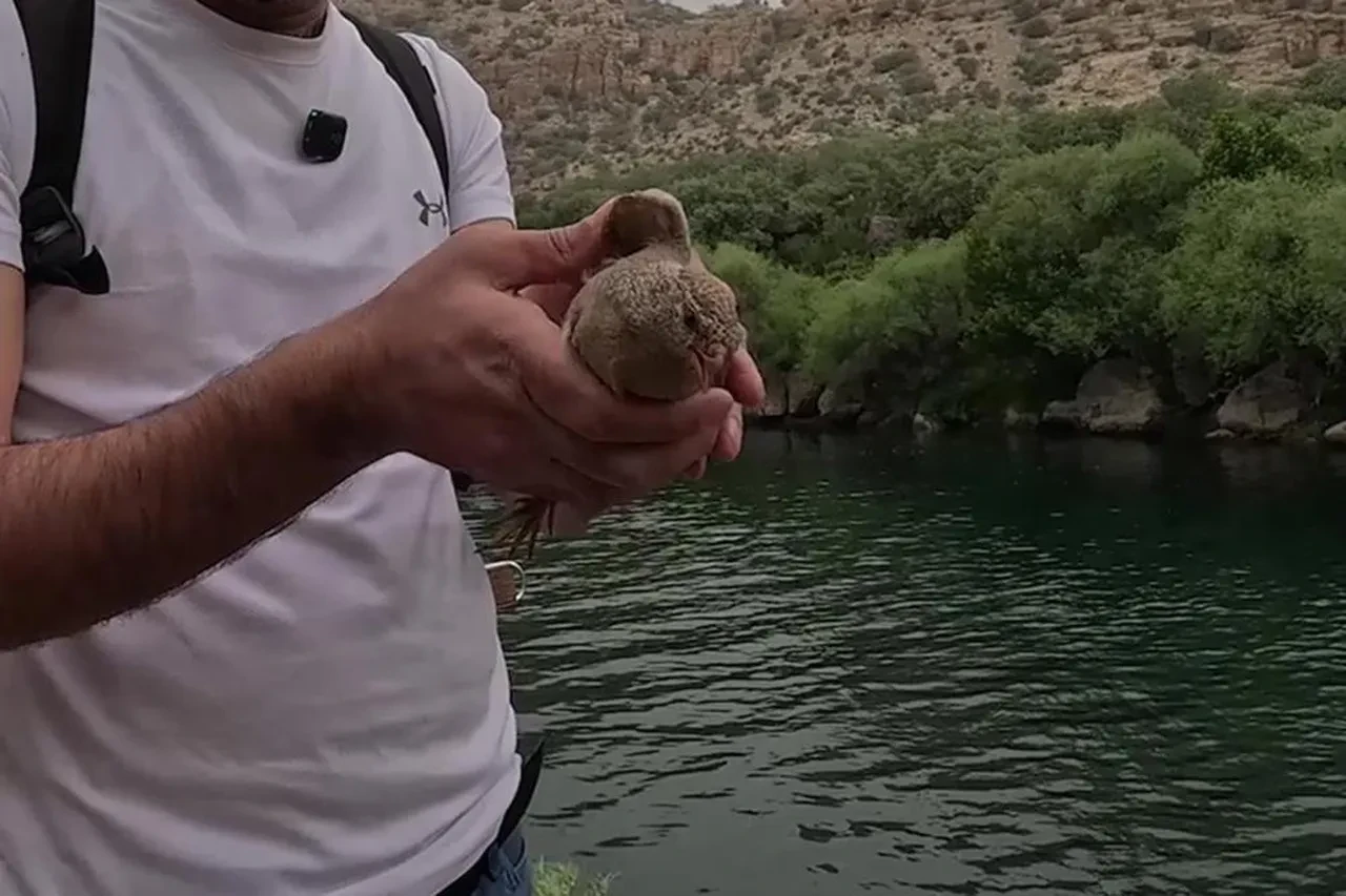 Cehennem Deresi'nde kum keklikleri böyle kurtarıldı!