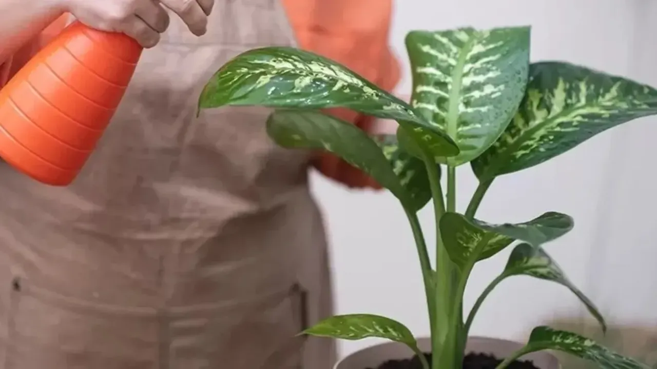 Çiçeğe dokundu, kekeme oldu! Şoke eden olay: Neredeyse her evde var