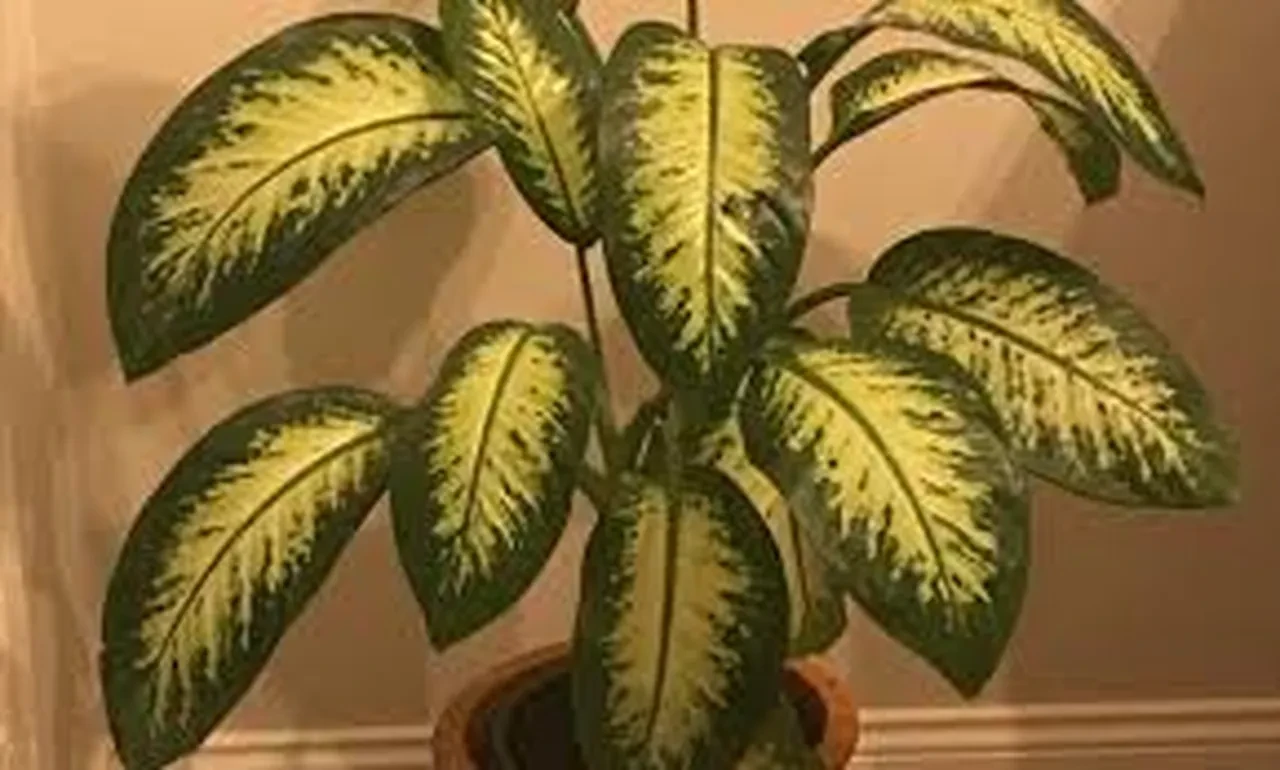 Çiçeğe dokundu, kekeme oldu! Şoke eden olay: Neredeyse her evde var