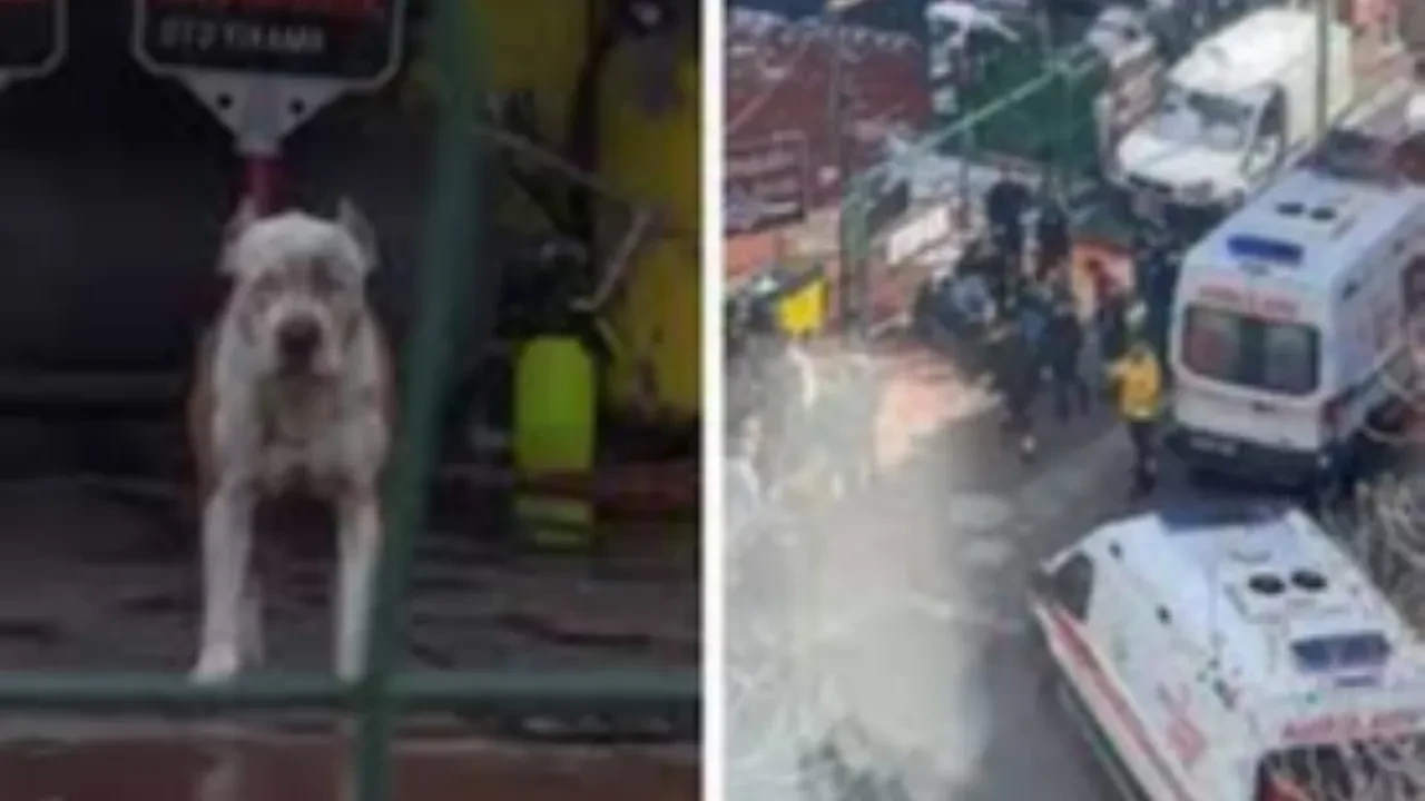 Esenyurt’ta köpek kavgasında 7 kişi yaralandı, 7 kişi gözaltına alındı