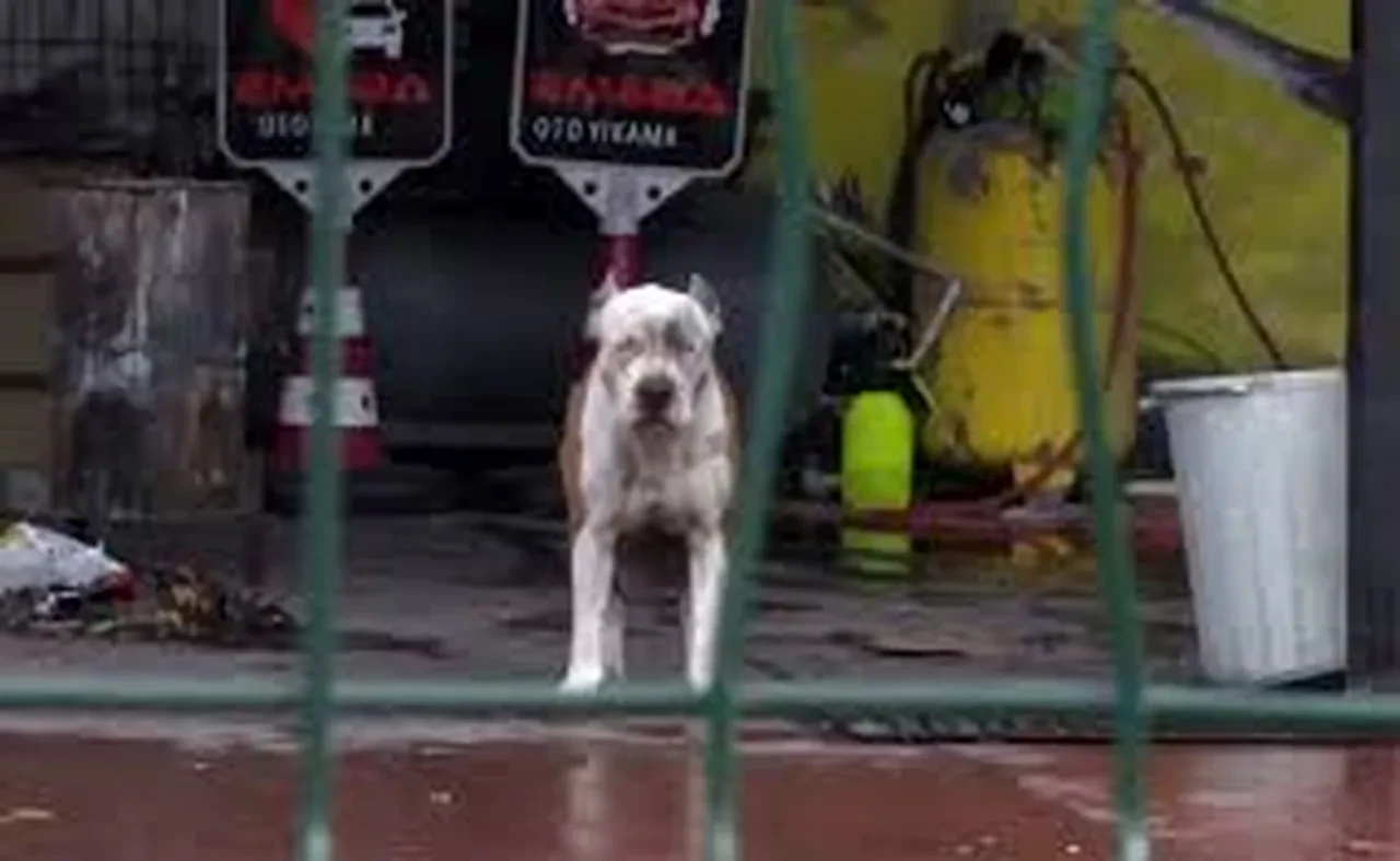 Esenyurt’ta köpek kavgasında 7 kişi yaralandı, 7 kişi gözaltına alındı