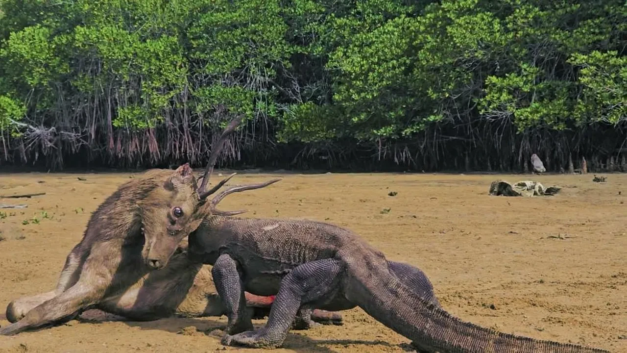 Komodo ejderi saldırısında kolunu kaybetti! Çocuk için Türk ekip seferber oldu