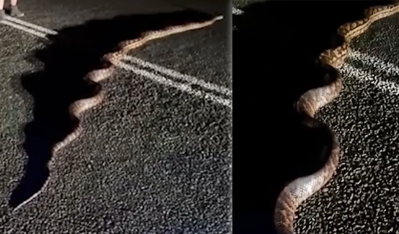 Kütük zannetti dev yılan çıktı! Tüm yolu kaplayınca ikna etmek gerekti