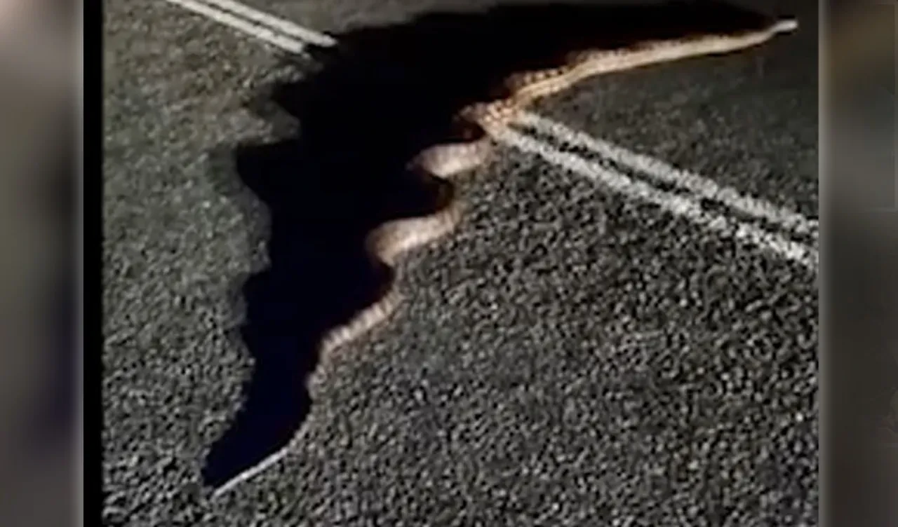 Kütük zannetti dev yılan çıktı! Tüm yolu kaplayınca ikna etmek gerekti