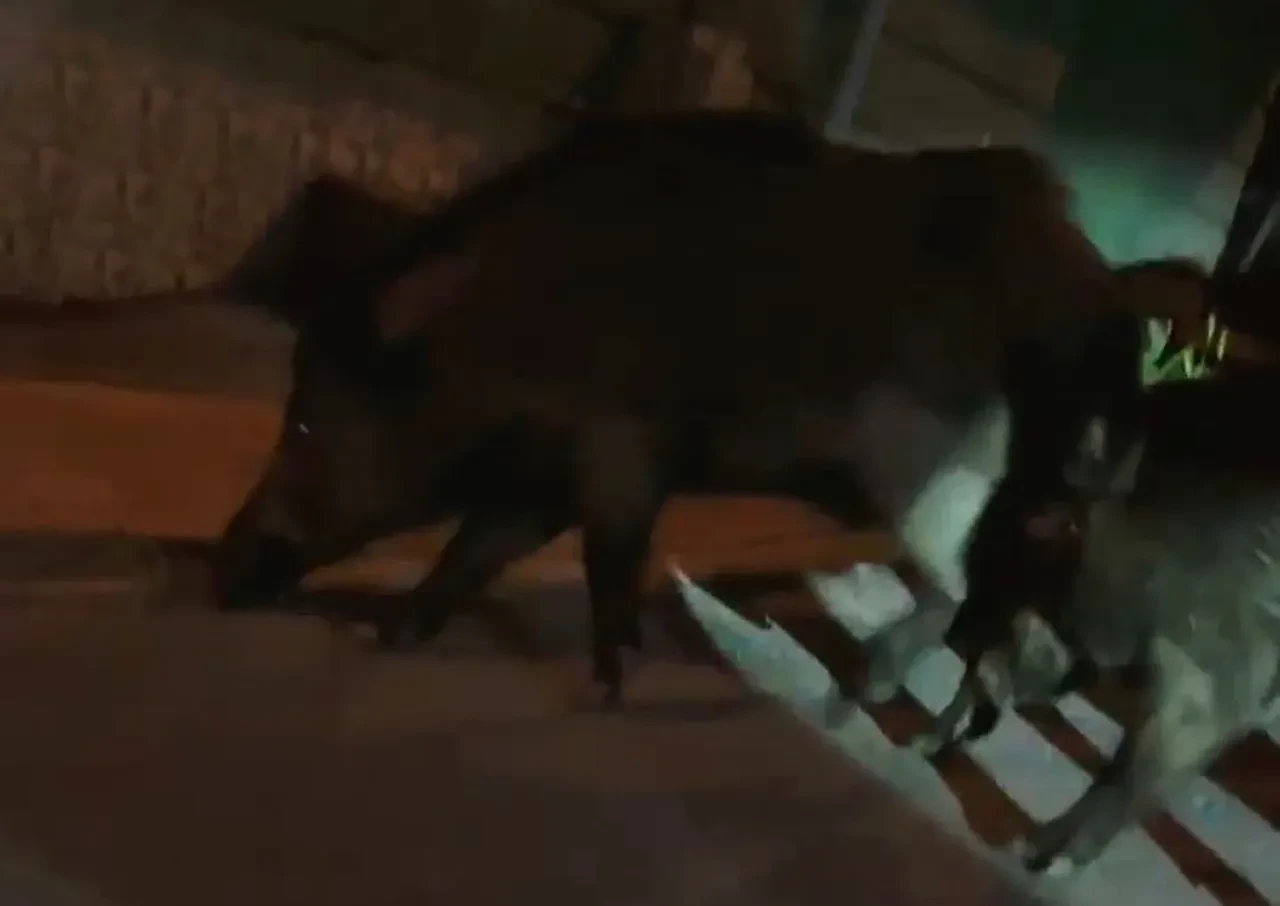 Ordu'da aç kalan yaban domuzları şehre indi: O anlar kamerada!