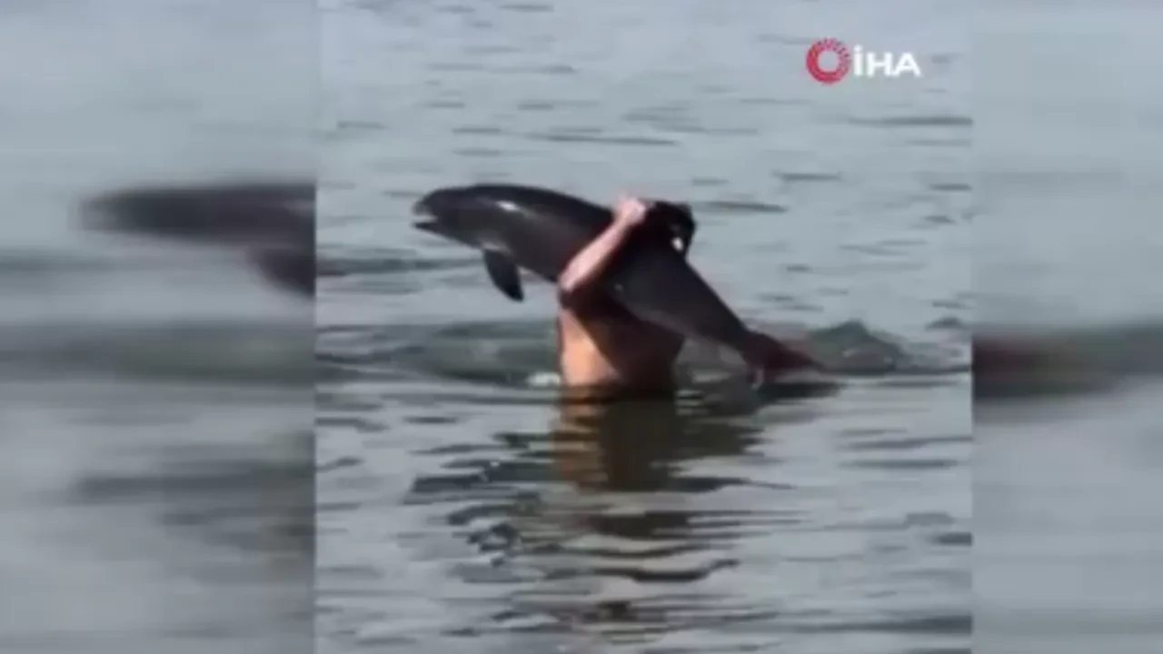 Plajda ilginç anlar! Ölü yunusu sırtladı