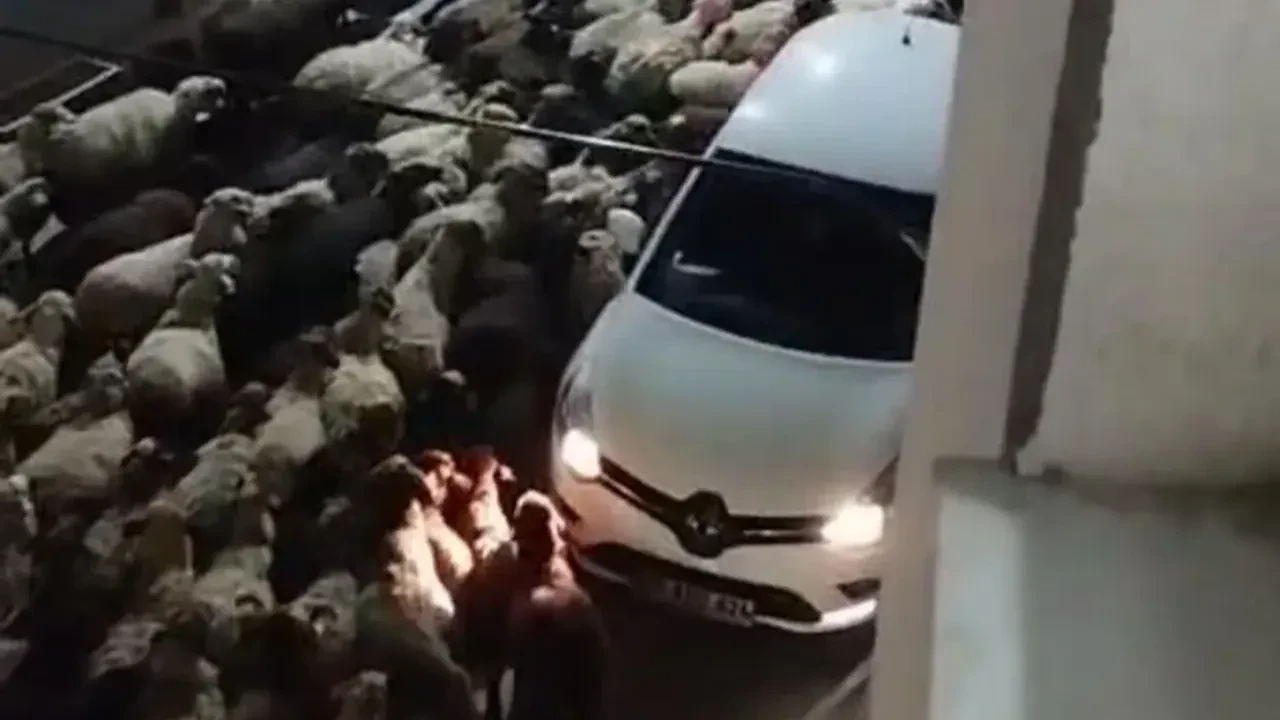 Tokat’ta asırlık göç şöleni: Sürüler şehirde, dronlar havada!