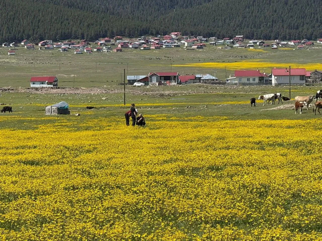 Yaylalar hayvanların çan sesi ile şenlendi: İşte doğa ve sürülerin eşsiz buluşması
