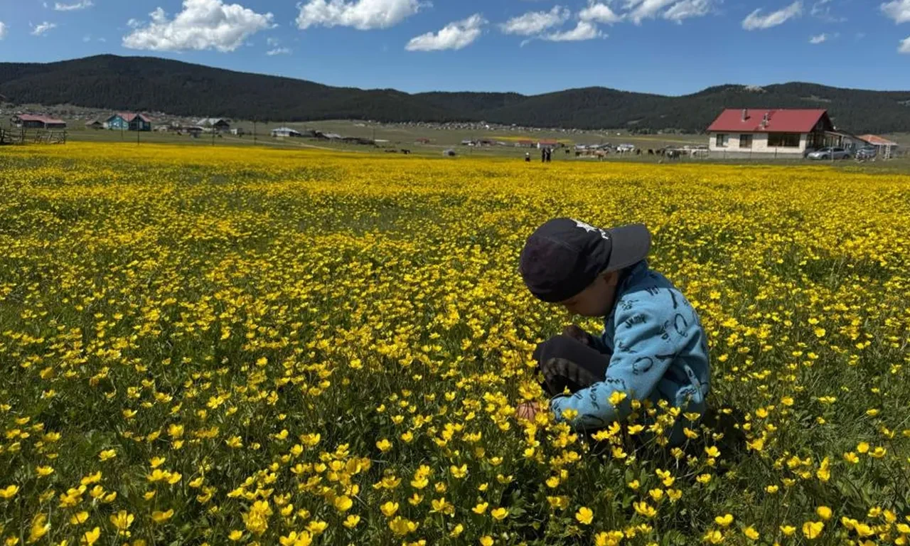 Yaylalar hayvanların çan sesi ile şenlendi: İşte doğa ve sürülerin eşsiz buluşması