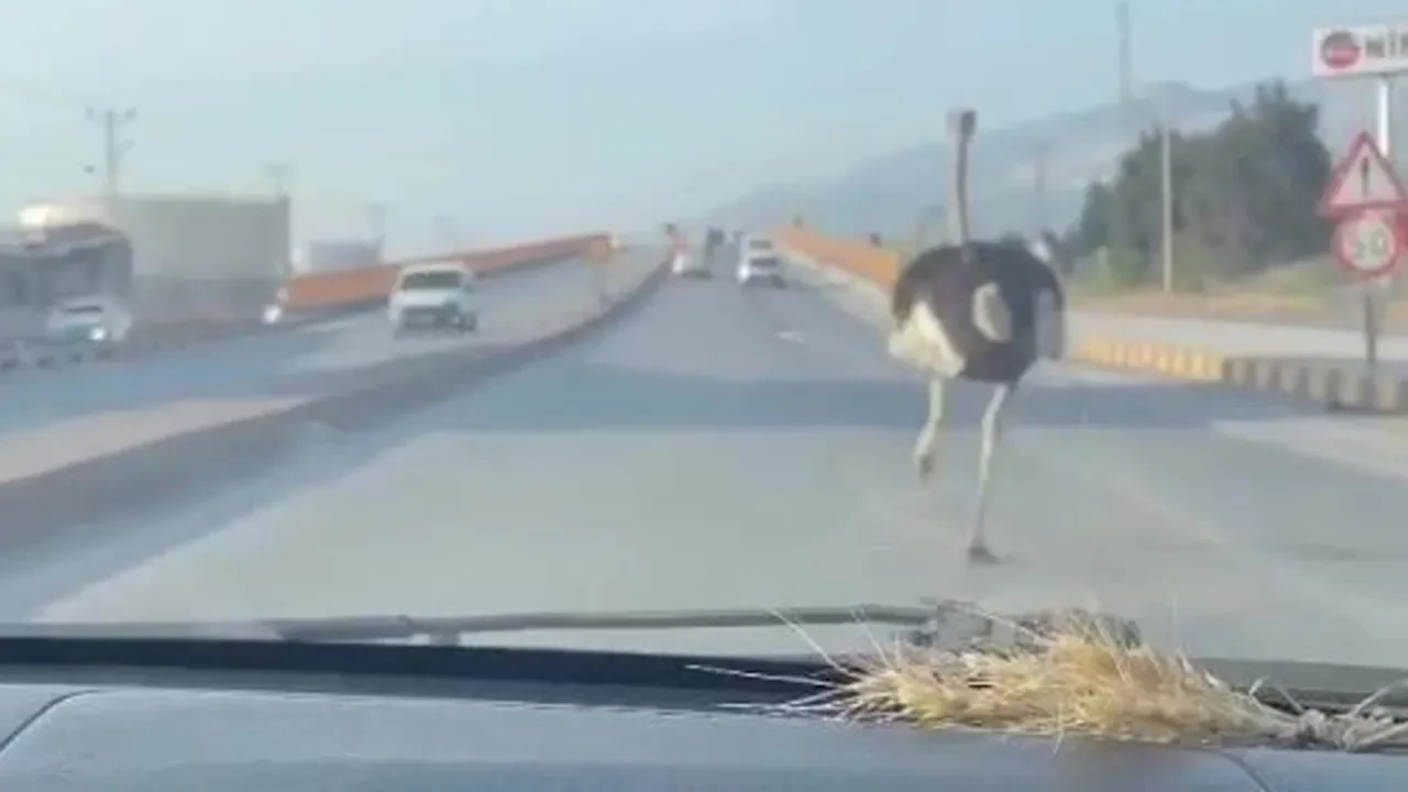 Yolun ortasında deve kuşu gören vatandaşın tepkisi gülümsetti