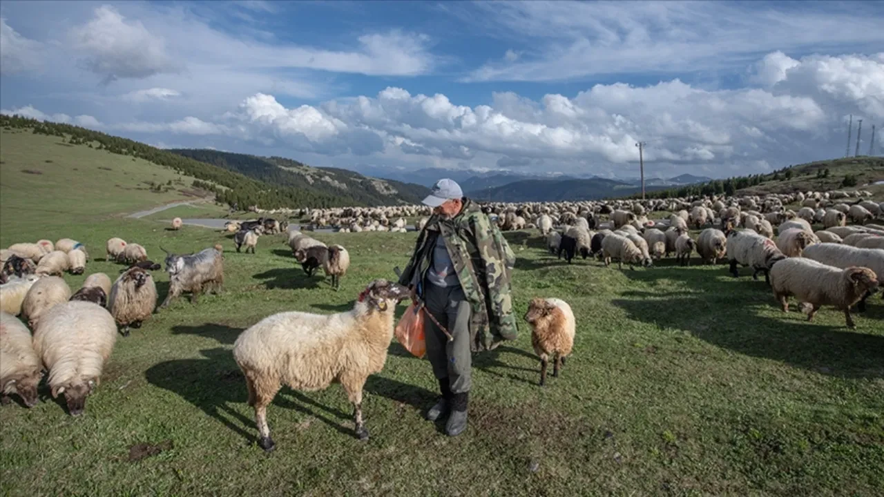 Bakan yumaklı açıkladı! Hayvan üreticisine 3,9 milyar liralık destek ödemesi bugün hesaplarda