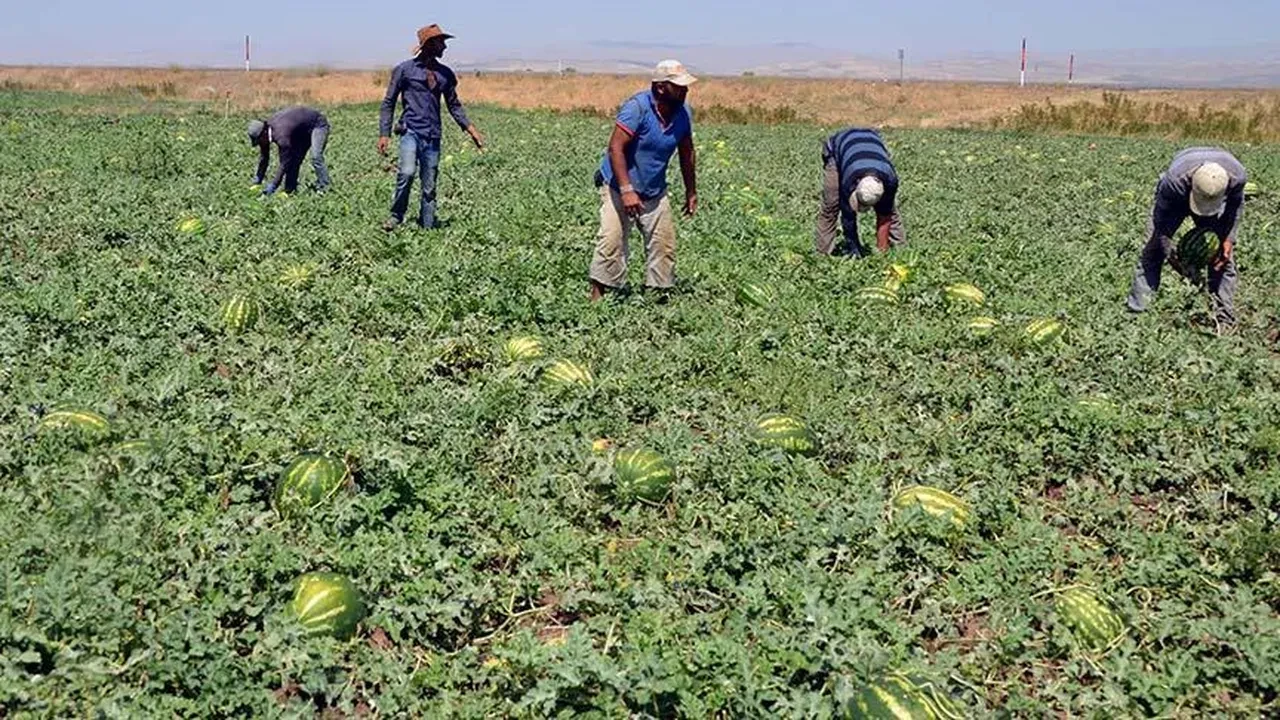 Bakanlık devreye girdi! Mevsimlik işçiye yeni haklar yolda: Asgari ücretten düşük olamaz