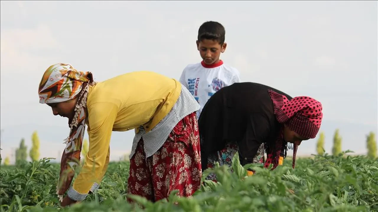 Bakanlık devreye girdi! Mevsimlik işçiye yeni haklar yolda: Asgari ücretten düşük olamaz