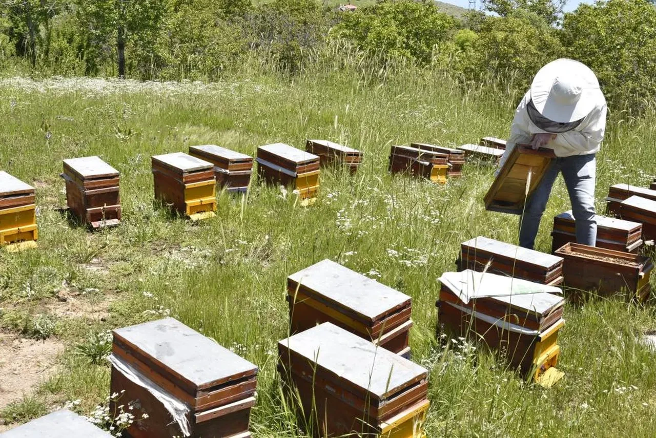 Bitlis balı Paris'te bir kez daha 'Altın Bal' ödülü aldı! Prolin, nem ve polen sayısı çok yüksek bulundu