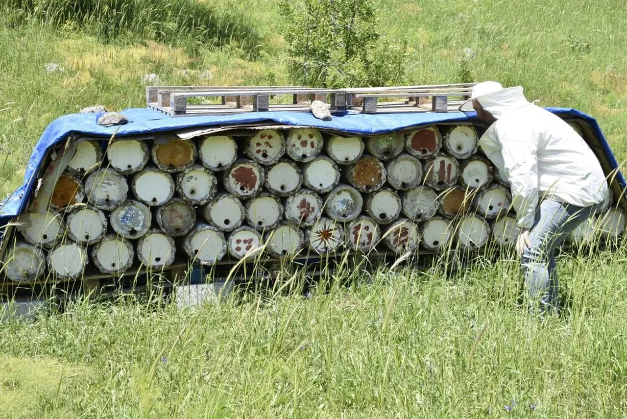 Bitlis balı Paris'te bir kez daha 'Altın Bal' ödülü aldı! Prolin, nem ve polen sayısı çok yüksek bulundu