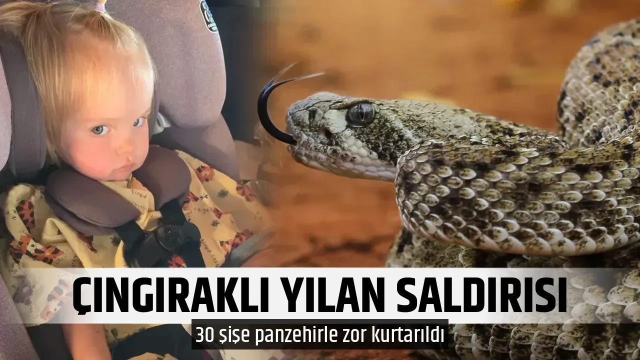 ÇINGIRAKLI YILAN SALDIRISI
