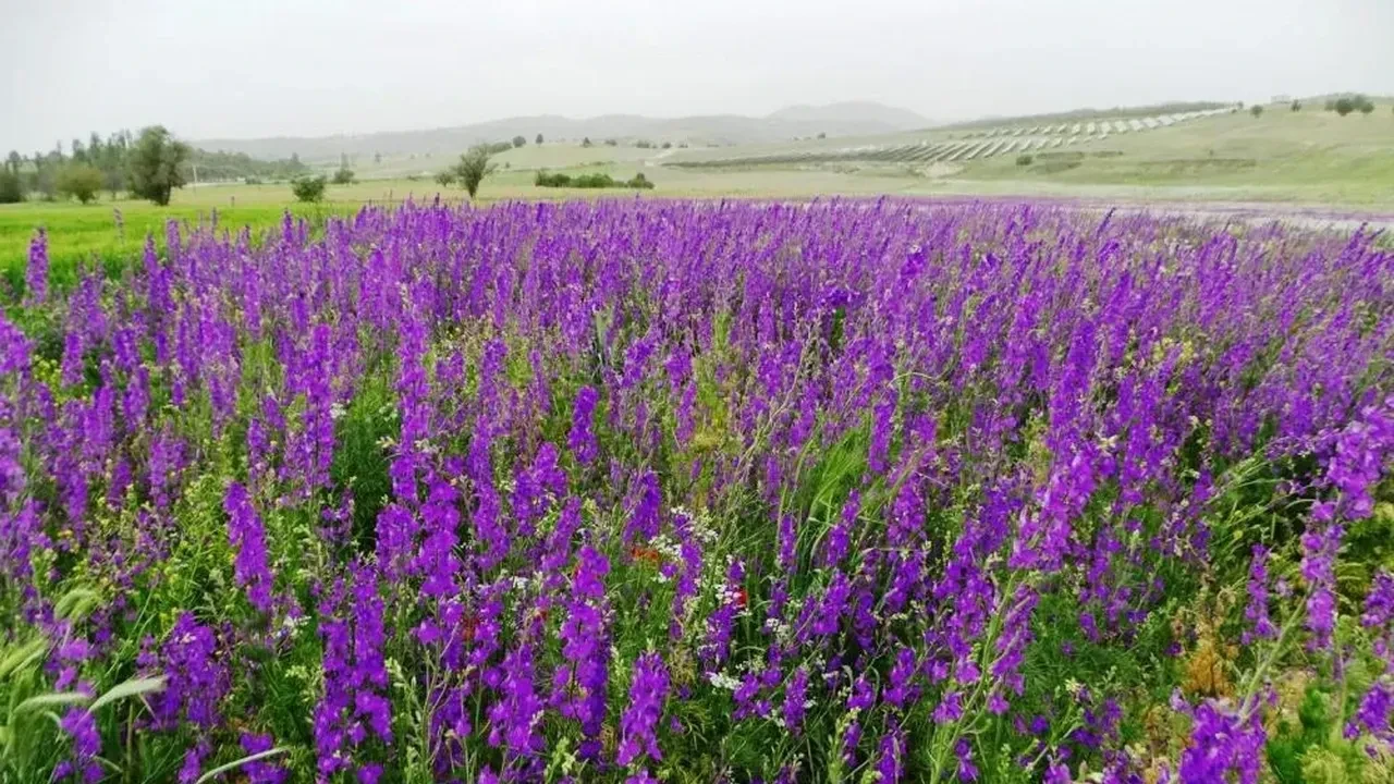 Emet'in yabani mor cenneti fotoğraf tutkunlarının yeni adresi oldu