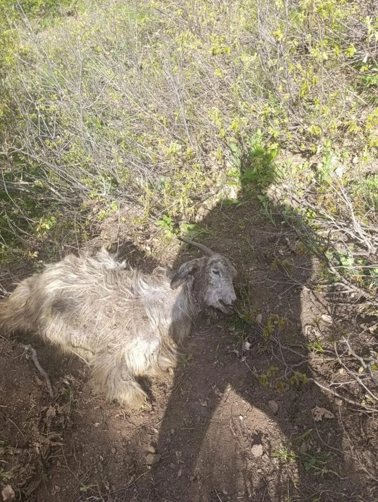 Hayvanlarını otlatırken ayı ile karşılaştı! Kendisi yaralandı, hayvanları telef oldu