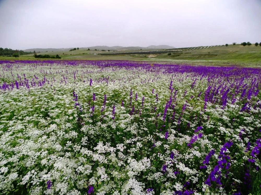 Emet'in yabani mor cenneti fotoğraf tutkunlarının yeni adresi oldu