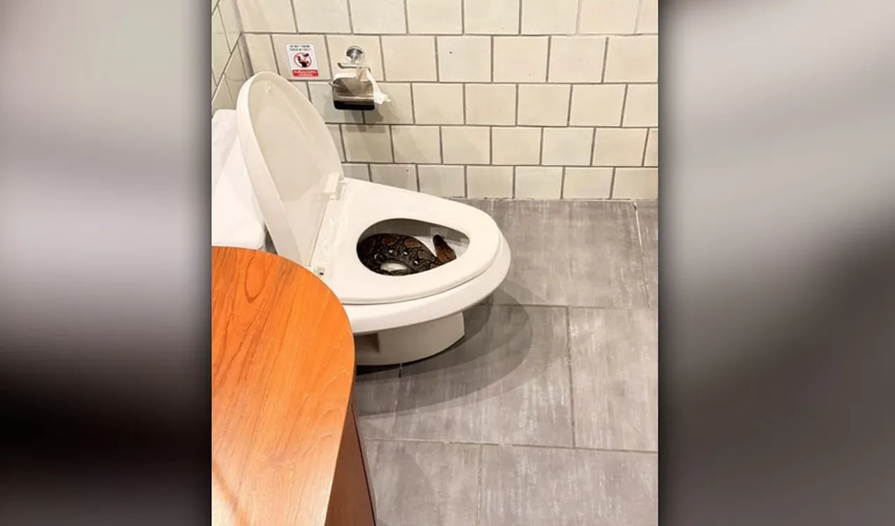 Klozetteki piton! Her 15 dakikada bir yılan ihbarı alınan ülkede şoke eden görüntü