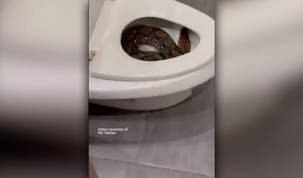 Klozetteki piton! Her 15 dakikada bir yılan ihbarı alınan ülkede şoke eden görüntü