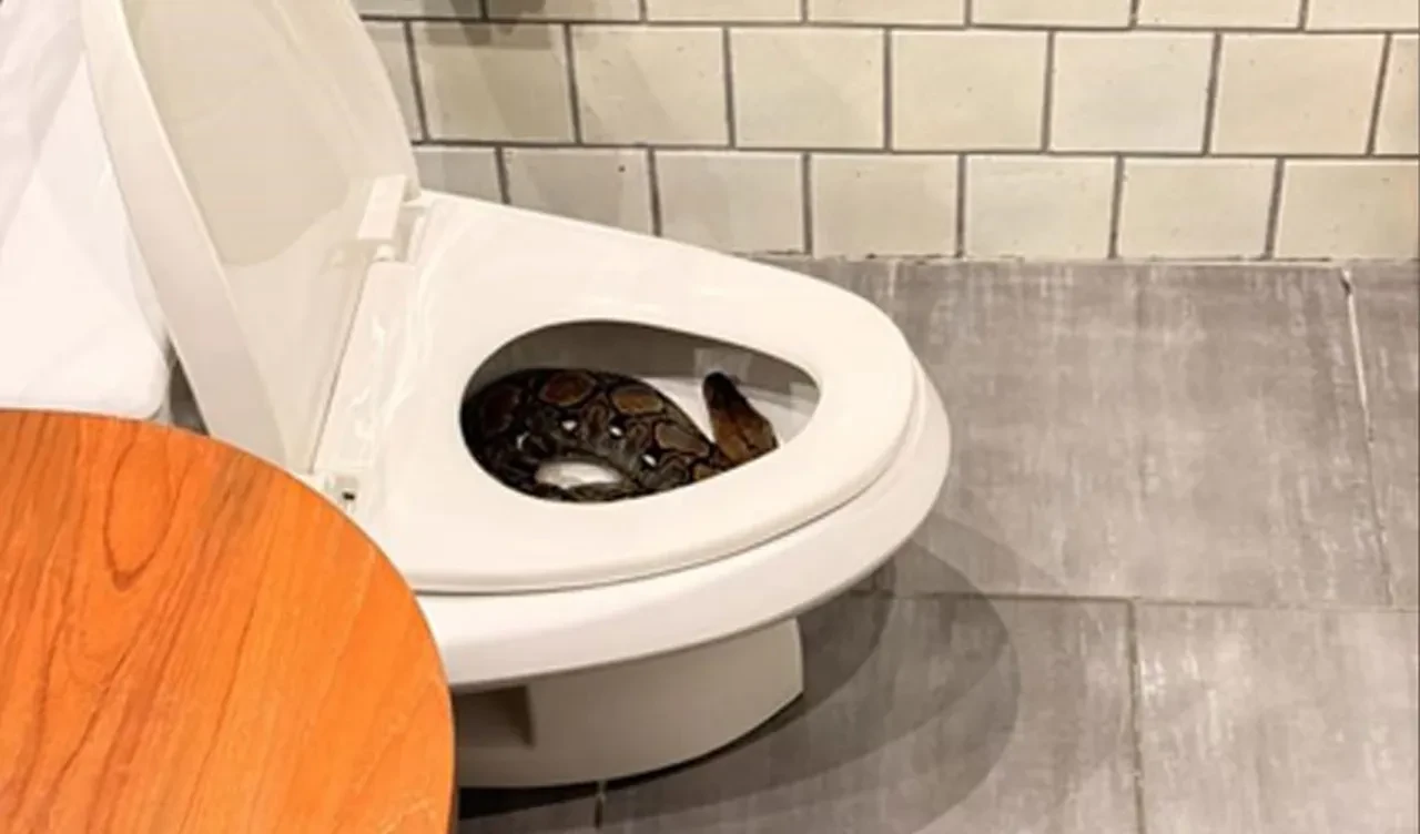 Klozetteki piton! Her 15 dakikada bir yılan ihbarı alınan ülkede şoke eden görüntü