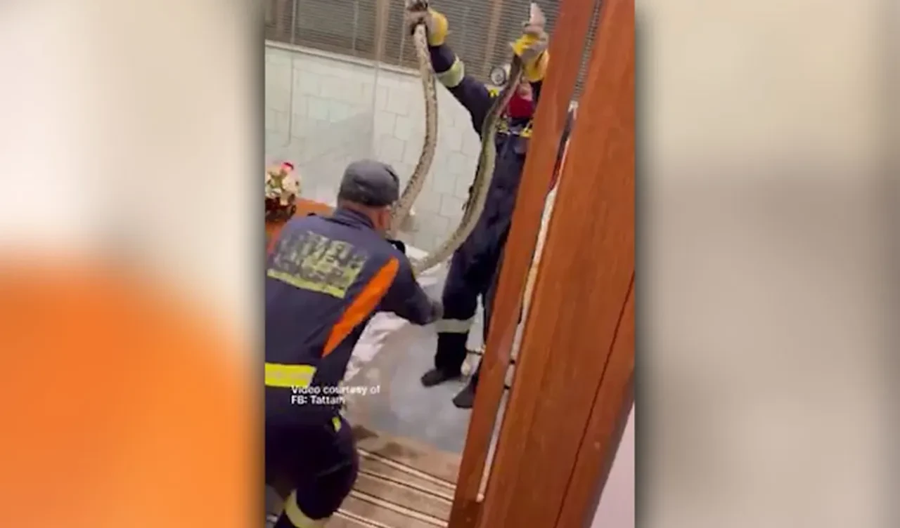 Klozetteki piton! Her 15 dakikada bir yılan ihbarı alınan ülkede şoke eden görüntü