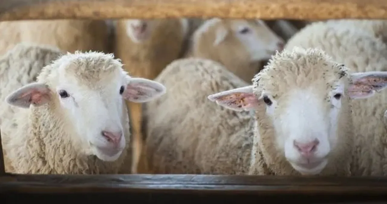 Küçükbaş büyükbaş kurban alırken nelere dikkat etmeli?