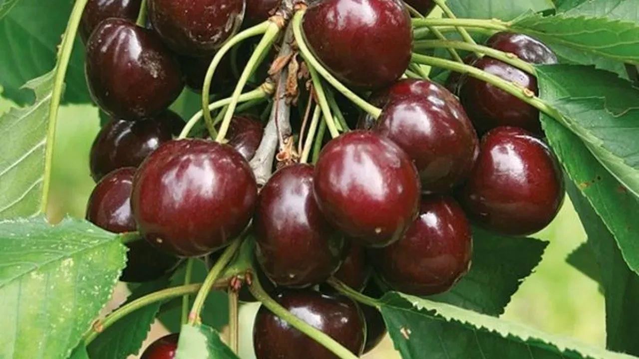 Uyku düzeninden kalp sağlığına faydası yok yok! Yaz aylarının vazgeçilmezi bir sağlık deposu