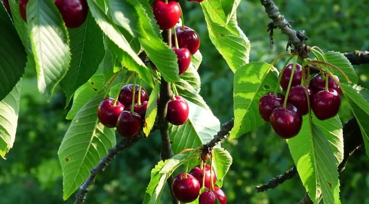 Uyku düzeninden kalp sağlığına faydası yok yok! Yaz aylarının vazgeçilmezi bir sağlık deposu