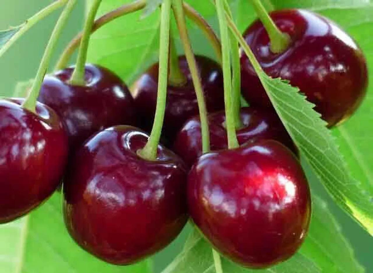 Uyku düzeninden kalp sağlığına faydası yok yok! Yaz aylarının vazgeçilmezi bir sağlık deposu