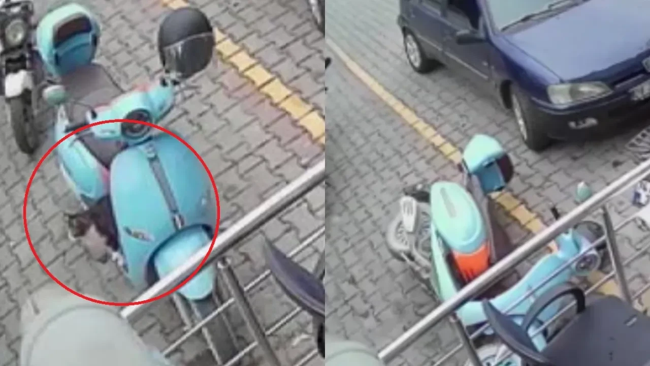 Yaramaz kedinin yaptığı şoke etti! 'Kamera görüntüsü olmasa inanmazdım'
