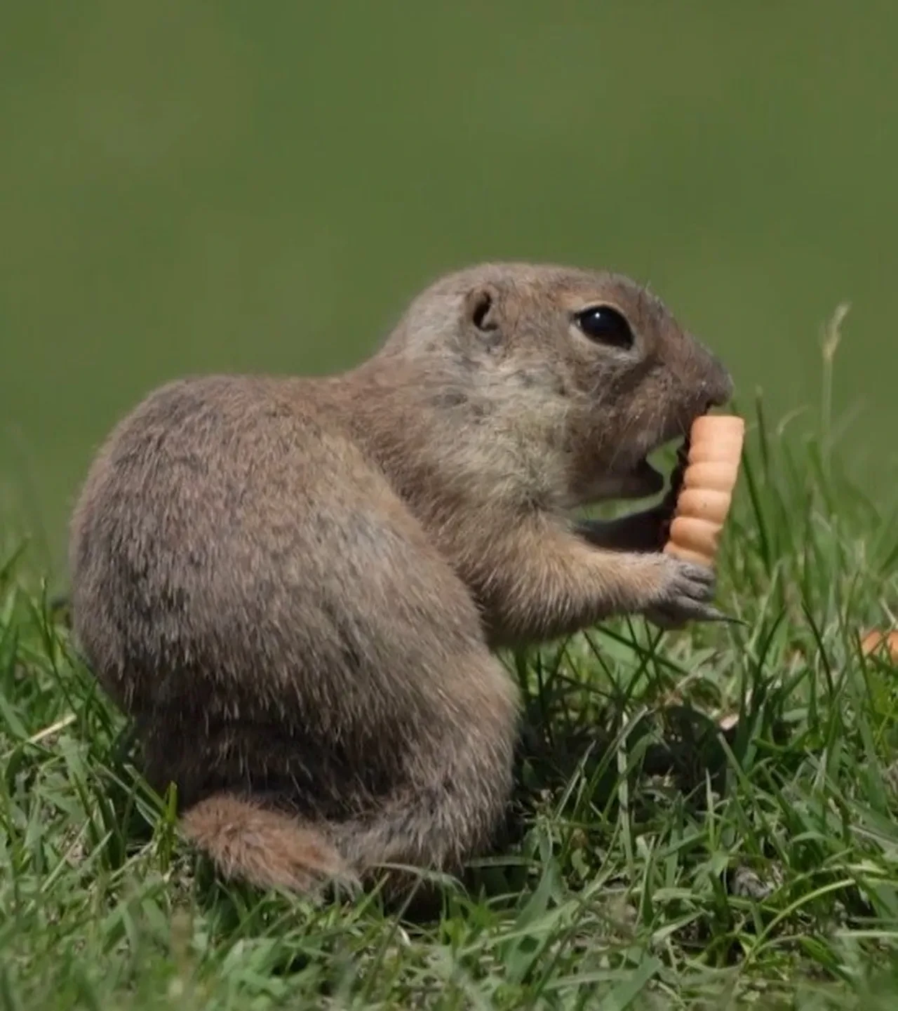 Yer sincabının şirin mi şirin hali: Bisküvi yerken kameralara yakalandı