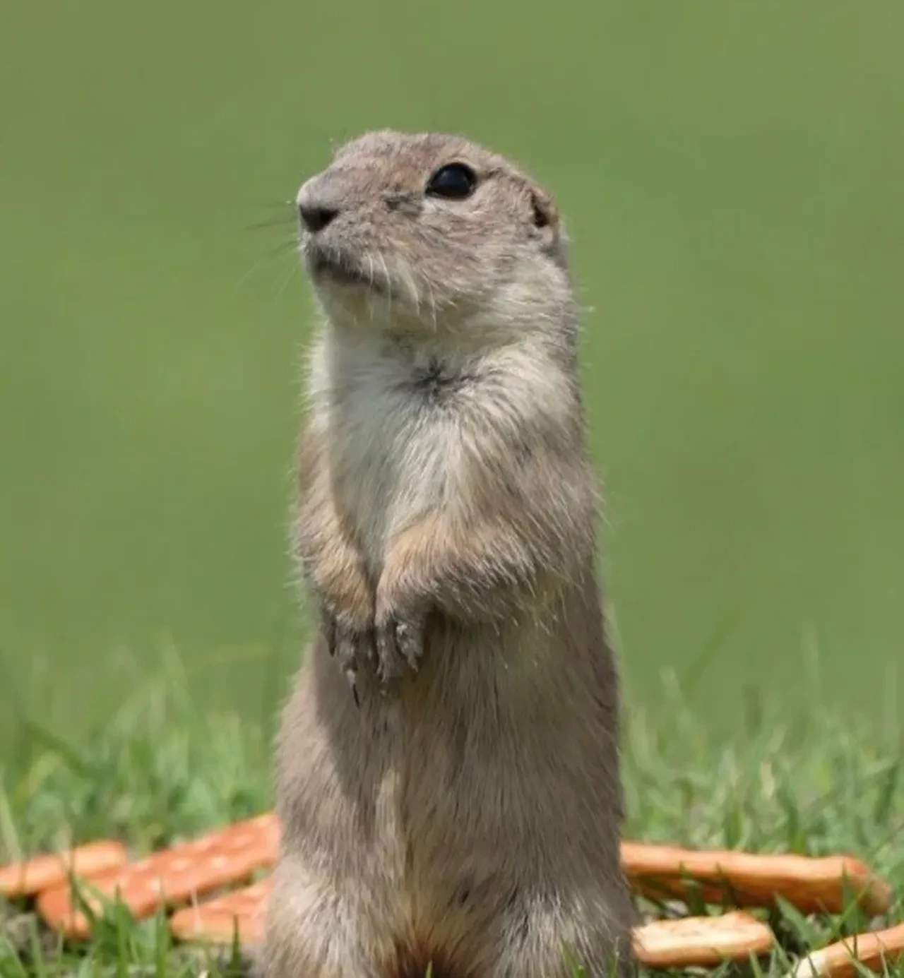 Yer sincabının şirin mi şirin hali: Bisküvi yerken kameralara yakalandı