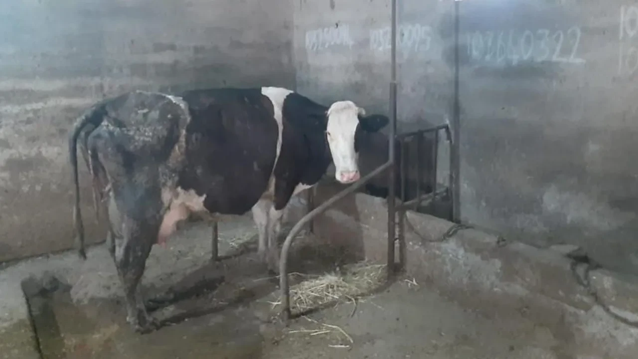 Balıkesir'de şaşırtan olay! İnek 5 buzağı doğurdu