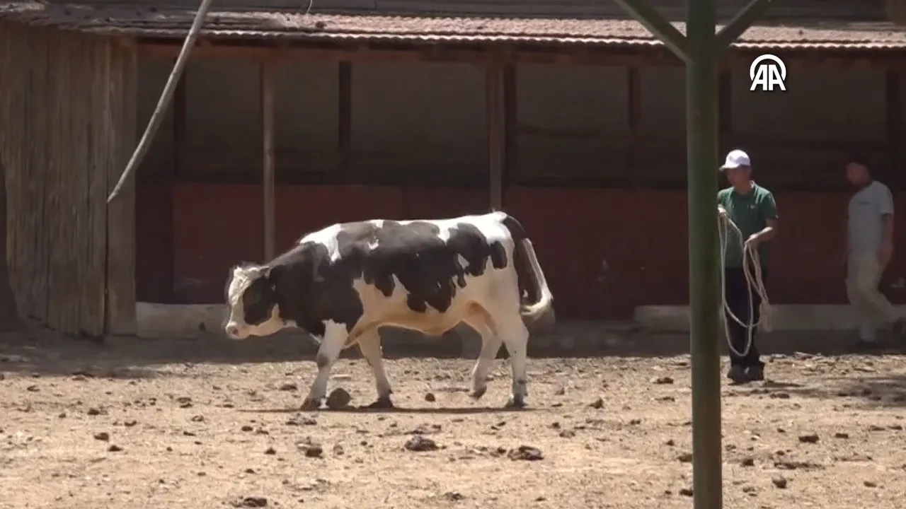 Bir aydır çalışan "Kurban yakalama timi" göreve hazır