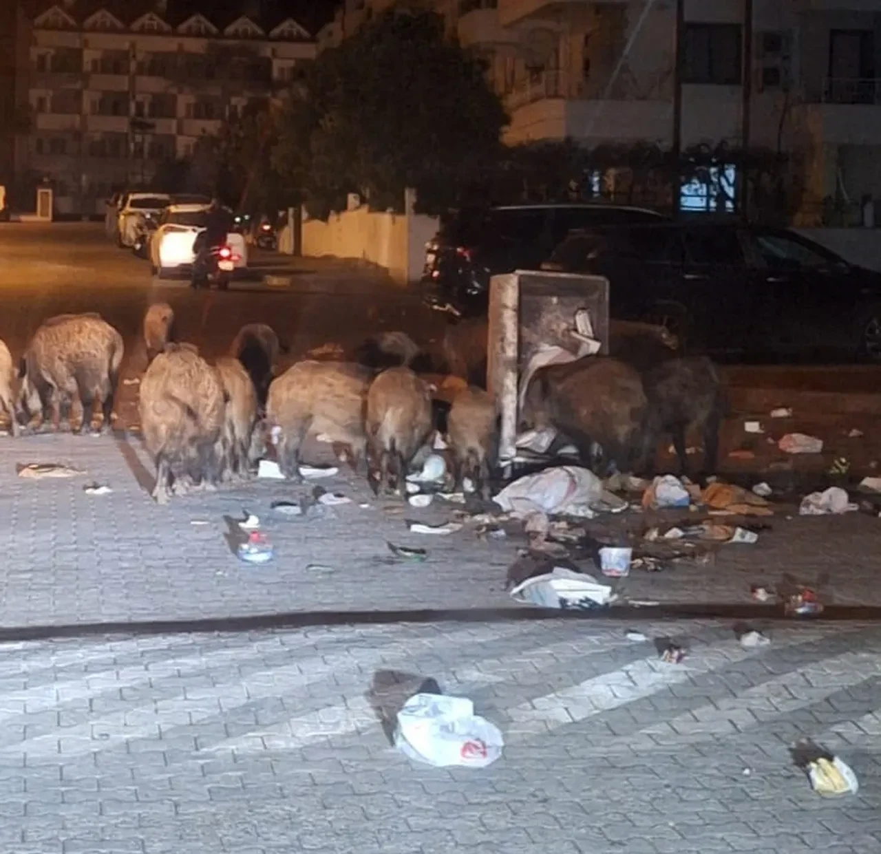 Bir ilçenin kâbusu oldular! Marmaris'te domuz istilası: Kapılara uyarı yazısı asıyorlar