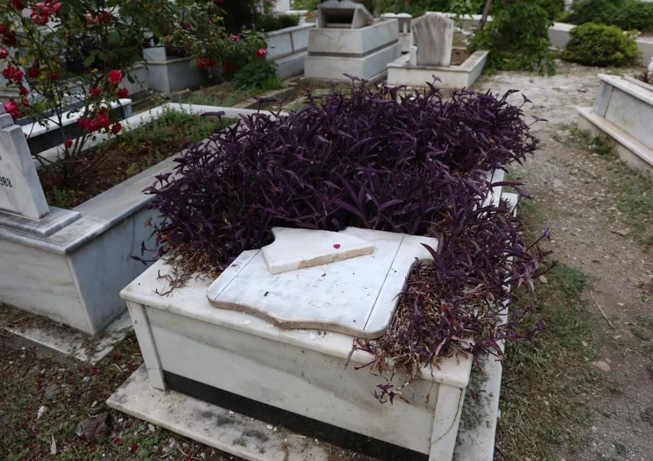 Bir ilçenin kâbusu oldular! Marmaris'te domuz istilası: Kapılara uyarı yazısı asıyorlar