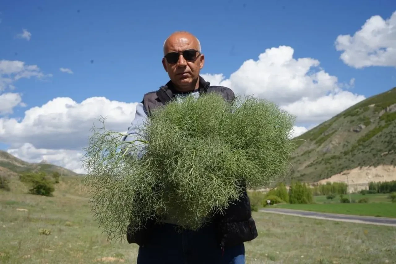 Doğada kendiliğinden yetişiyor: Toplamak için 15 kilometre yürüyorlar! Tam bir protein deposu