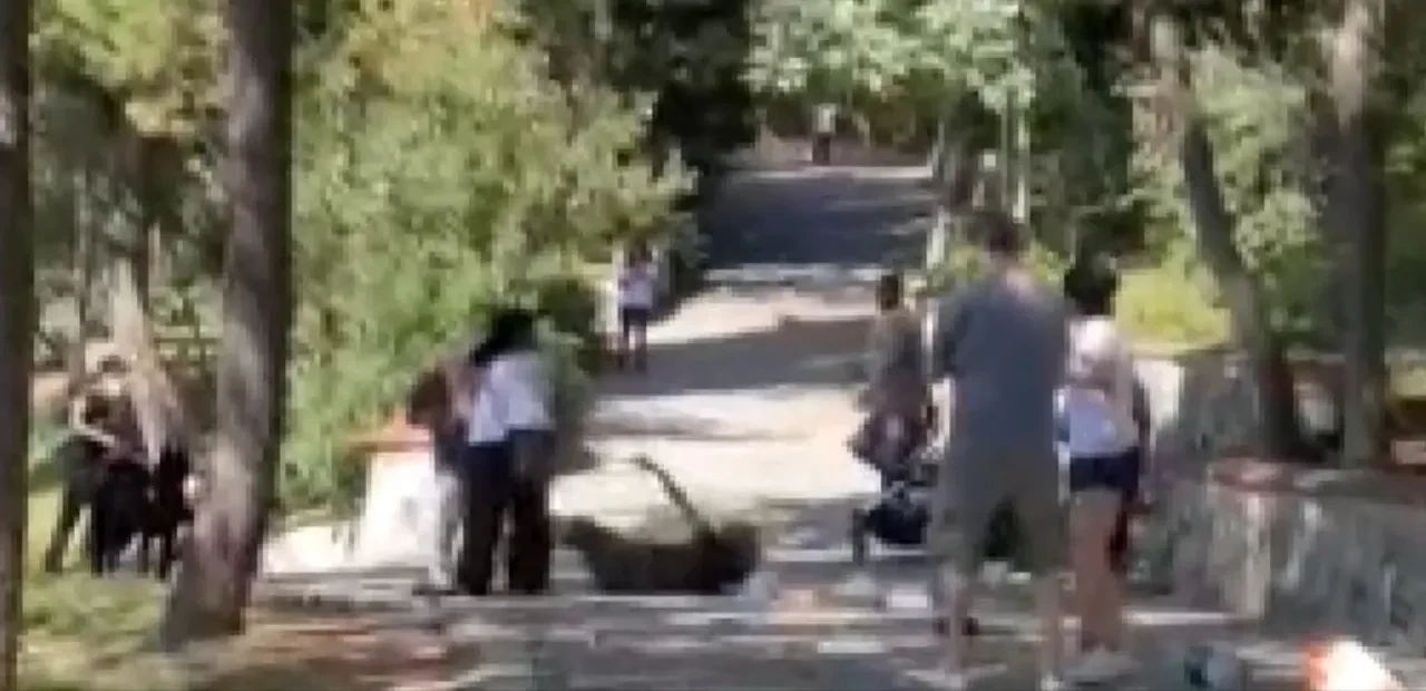 Köpeğini tasmasız gezdirdiği için kendisini uyaranlara saldırmıştı! İstenen ceza belli oldu