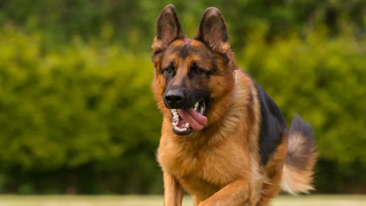 Köpekler Kaç Yıl Yaşar? Köpeklerin Ortalama Ömrü ve Yaşam Süresi Nedir?