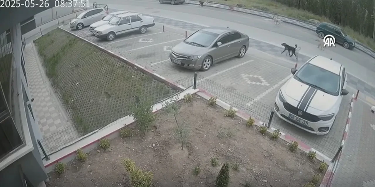 Okul yolunda kabus! Anne ve çocuklarına 8 köpek saldırdı